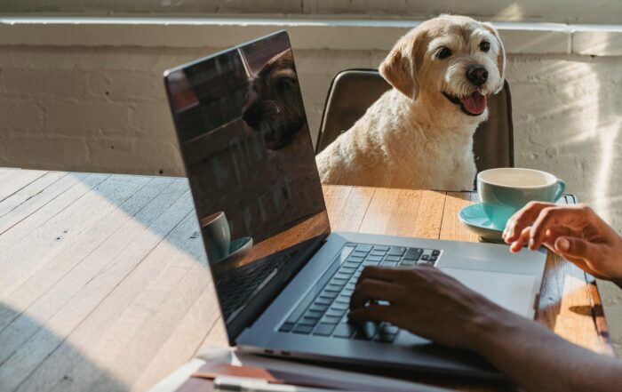 Get Ready for Summer: Update Goals and Add Joy image shows a laptop on a table. A person's hands are visible as they use the laptop. A dog sits at the table looking watching.